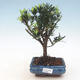 bonsai Room - Podocarpus - Stone tysięcy - 1/4