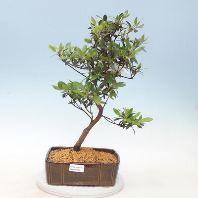 Outdoor bonsai - Azalia japońska - Azalia MEISUI - 1