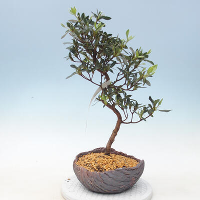 Outdoor bonsai - Azalia japońska - Azalia SHINSEI - 1