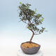 Outdoor bonsai - Azalia japońska - Azalia SHINSEI - 1/2