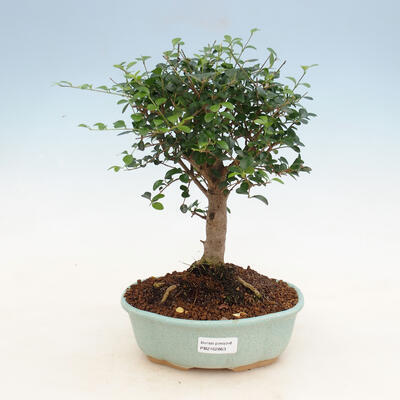 Indoor bonsai -Ligustrum retusa - dziób ptaka drobnolistnego - 1