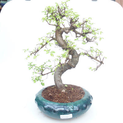 Kryty bonsai - Ulmus parvifolia - Wiąz mały liść PB2191864 - 1