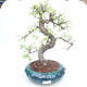 Kryty bonsai - Ulmus parvifolia - Wiąz mały liść PB2191864 - 1/3