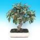 Outdoor bonsai -Malus Halliana - owocach jabłoni - 1/5