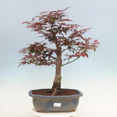 Outdoor bonsai - Acer palmatum Atropurpureum - Czerwony klon palmowy - 1