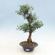 Kryty bonsai - Syzygium - Pimentovník - 1/3