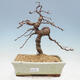 Outdoor bonsai -Larix decidua - modrzew - 1/5