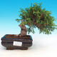 Outdoor bonsai - Juniperus chinensis Itoigava - chiński jałowiec - 1/4