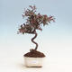 Outdoor bonsai - Malus halliana - Jabłoń drobnoowocowa - 1/5