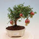 Kryte bonsai-PUNICA granatum nana-granat - 1/2