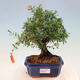 Kryte bonsai-PUNICA granatum nana-granat - 1/2
