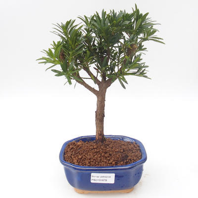 Kryty bonsai - Podocarpus - Cis kamienny PB2191878 - 1
