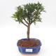 Kryty bonsai - Podocarpus - Cis kamienny PB2191878 - 1/4