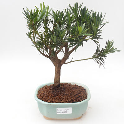 Kryty bonsai - Podocarpus - Cis kamienny PB2191879 - 1