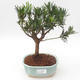 Kryty bonsai - Podocarpus - Cis kamienny PB2191879 - 1/4