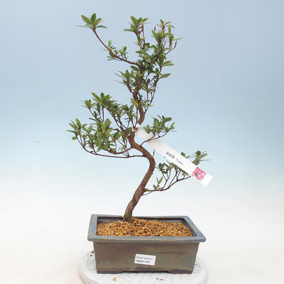 Outdoor bonsai - Azalia japońska - Azalia YUKARI - 1