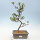 Outdoor bonsai - Azalia japońska - Azalia YUKARI - 1/2