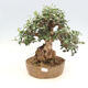 Kryte bonsai - Olea europaea sylvestris -Oliva european tiny - 1/3