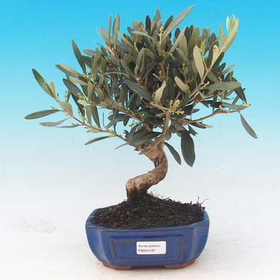 bonsai Room - Olea europaea - Europejska Oliva - 1