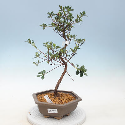 Outdoor bonsai - Azalia japońska - Azalia KINU NO MAI - 1