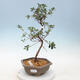 Outdoor bonsai - Azalia japońska - Azalia KINU NO MAI - 1/2