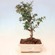 bonsai Room - Olea europaea sylvestris -Oliva Europejski drobnolistá - 1/3