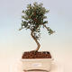 bonsai Room - Olea europaea sylvestris -Oliva Europejski drobnolistá - 1/3