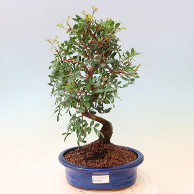 Kryte bonsai - Pistacje - 1