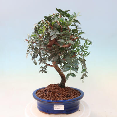 Kryte bonsai - Pistacje - 1