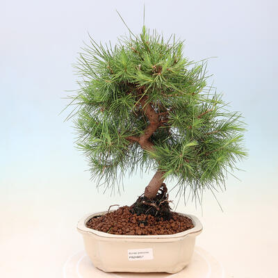 Bonsai do wnętrz-Pinus halepensis-sosna Aleppo - 1