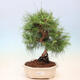 Bonsai do wnętrz-Pinus halepensis-sosna Aleppo - 1/4