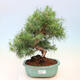 Bonsai do wnętrz-Pinus halepensis-sosna Aleppo - 1/4