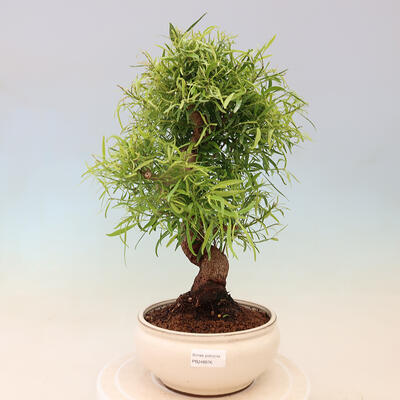 Bonsai wewnętrzne - Ficus nerifolia - figowiec drobnolistny - 1