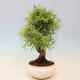 Bonsai wewnętrzne - Ficus nerifolia - figowiec drobnolistny - 1/4