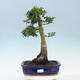 Outdoor bonsai - Acer palmatum Shishigashira - 1/5