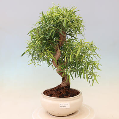 Bonsai wewnętrzne - Ficus nerifolia - figowiec drobnolistny - 1