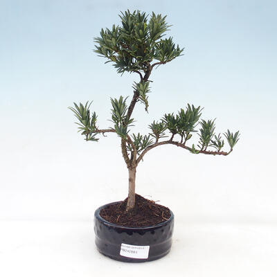 Outdoor bonsai - Photinia villosa - Photinia villosa - 1