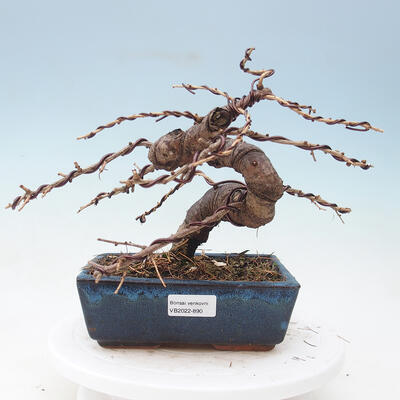 Outdoor bonsai -Larix decidua - modrzew - 1