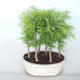 Outdoor bonsai -Pseudolarix amabis-Pamodřín LESÍK - 1/3
