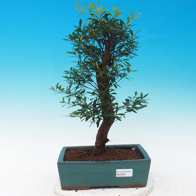 bonsai Room - syzygium - Pimentovník - 1