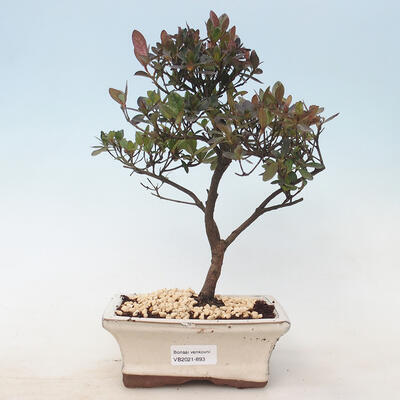 Outdoor bonsai - Rhododendron sp. - Różowa azalia - 1