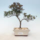 Outdoor bonsai - Rhododendron sp. - Różowa azalia - 1/3