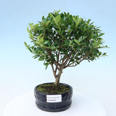 Kryty bonsai - Ilex crenata - Holly - 1