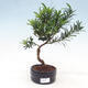 Outdoor bonsai Acer palmatum - palma klonowa - 1/4