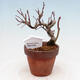 Outdoor bonsai Acer palmatum - palma klonowa - 1/4
