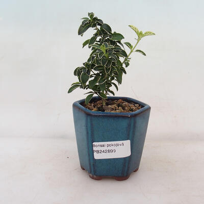 Outdoor bonsai Acer palmatum - palma klonowa - 1