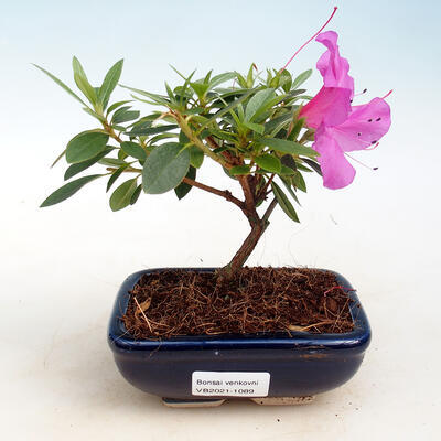 Outdoor bonsai - Rhododendron sp. - Różowa azalia