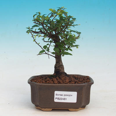Pokój-bonsai Ulmus parvifolia-Malolistý wiąz