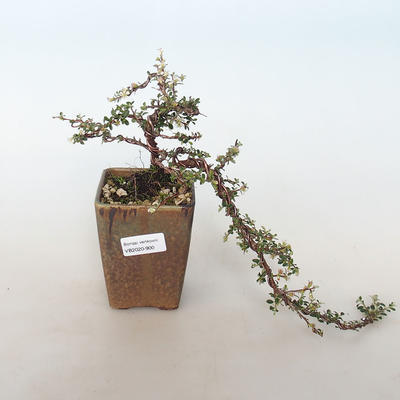 Outdoor bonsai-irga pozioma-Rockrose - 1