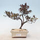 Outdoor bonsai - Rhododendron sp. - Różowa azalia - 1/3